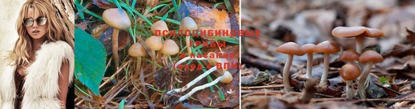 spice Богородицк